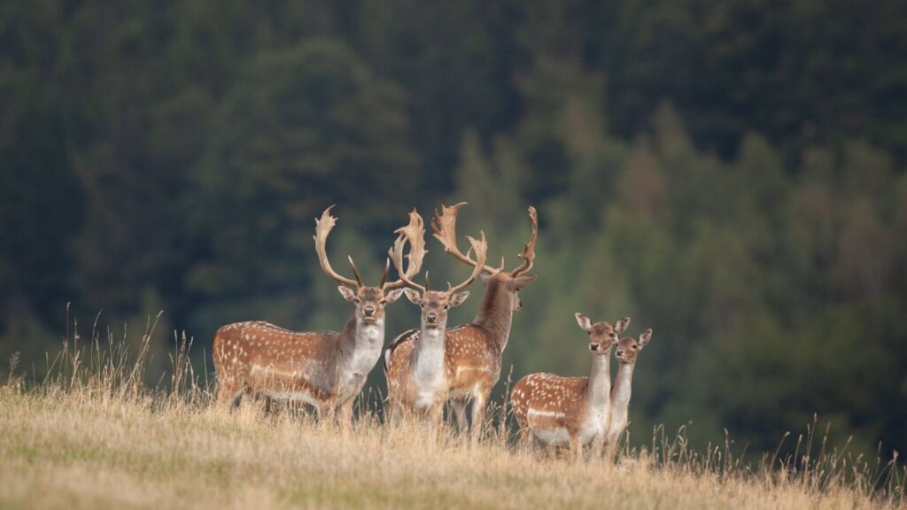 This image has an empty alt attribute; its file name is deer-1024x576.jpg