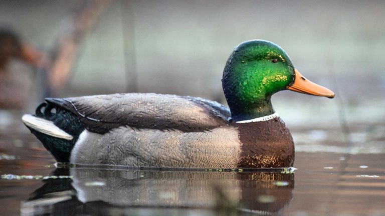 Duck calls that sound right to pressured birds