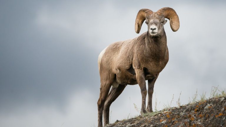 12 wild animals you should never approach up close