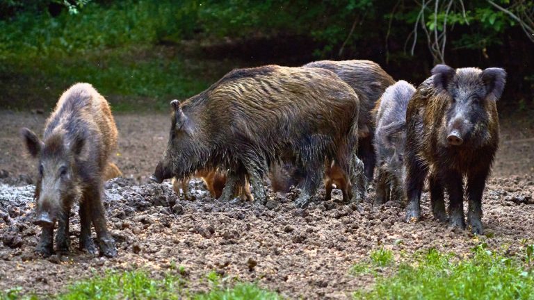 Calibers that drop hogs without excessive recoil