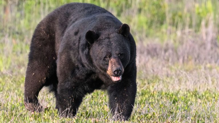 Calibers that make black bear shots more decisive