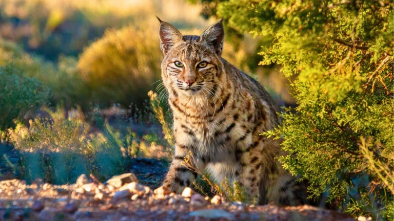 The right calibers for coyotes, bobcats, and foxes