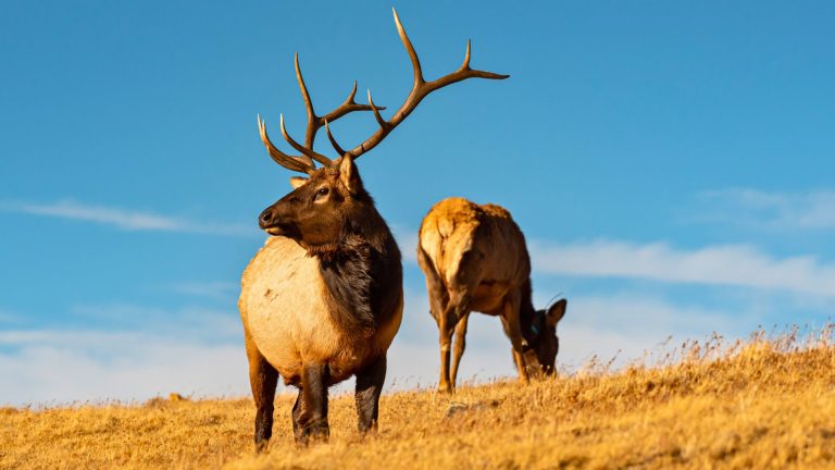 Calibers that work across a wide range of game