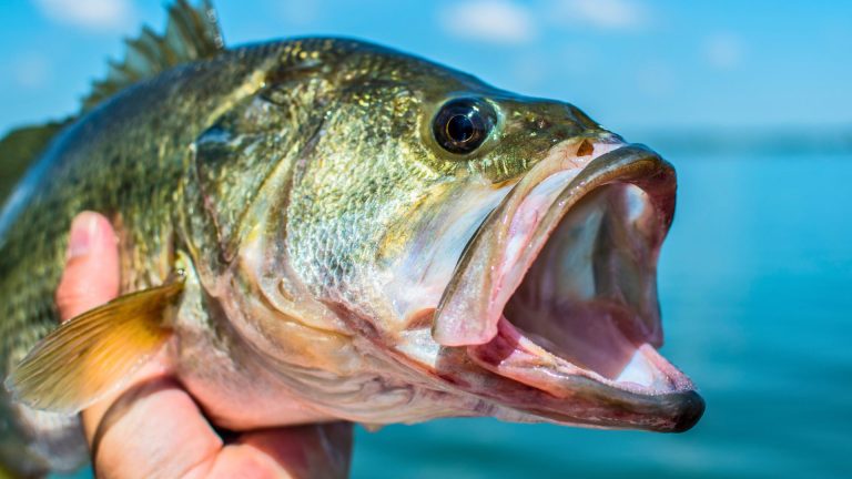 Bass fishing mistakes that cost bites all day