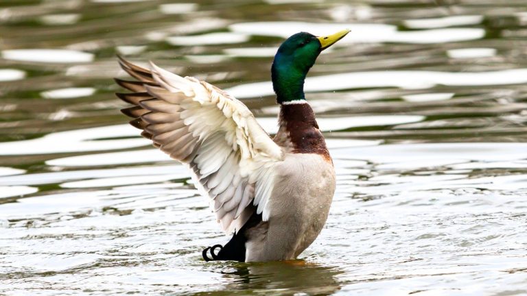 Duck hunting setups that make follow-up shots faster