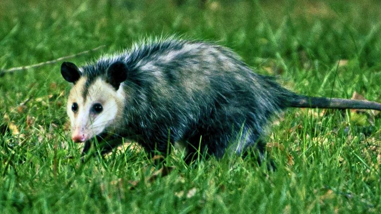 What rifle calibers make sense for nuisance animals