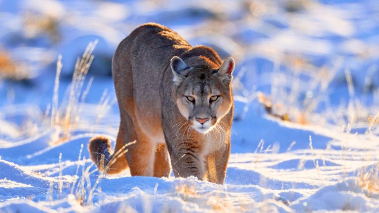 What caliber works best for mixed predator hunting