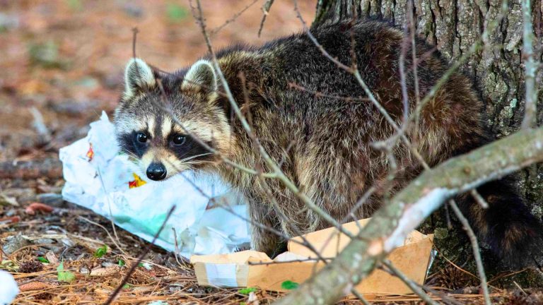 The best calibers for controlling pests without excess damage