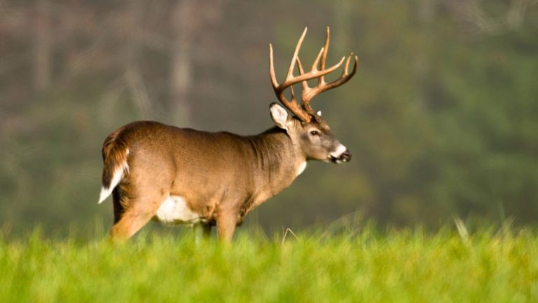 Why the .30-06 refuses to fade from deer hunting