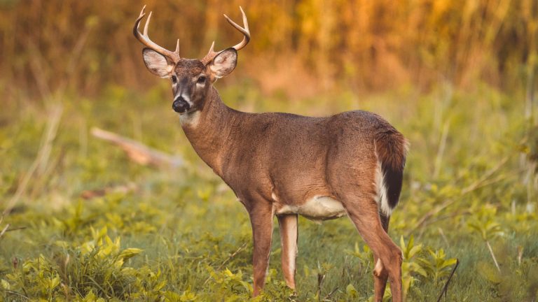 Calibers that don’t waste meat