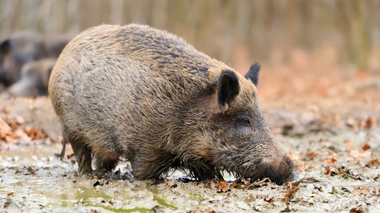 Hog guns that keep running through mud and brush