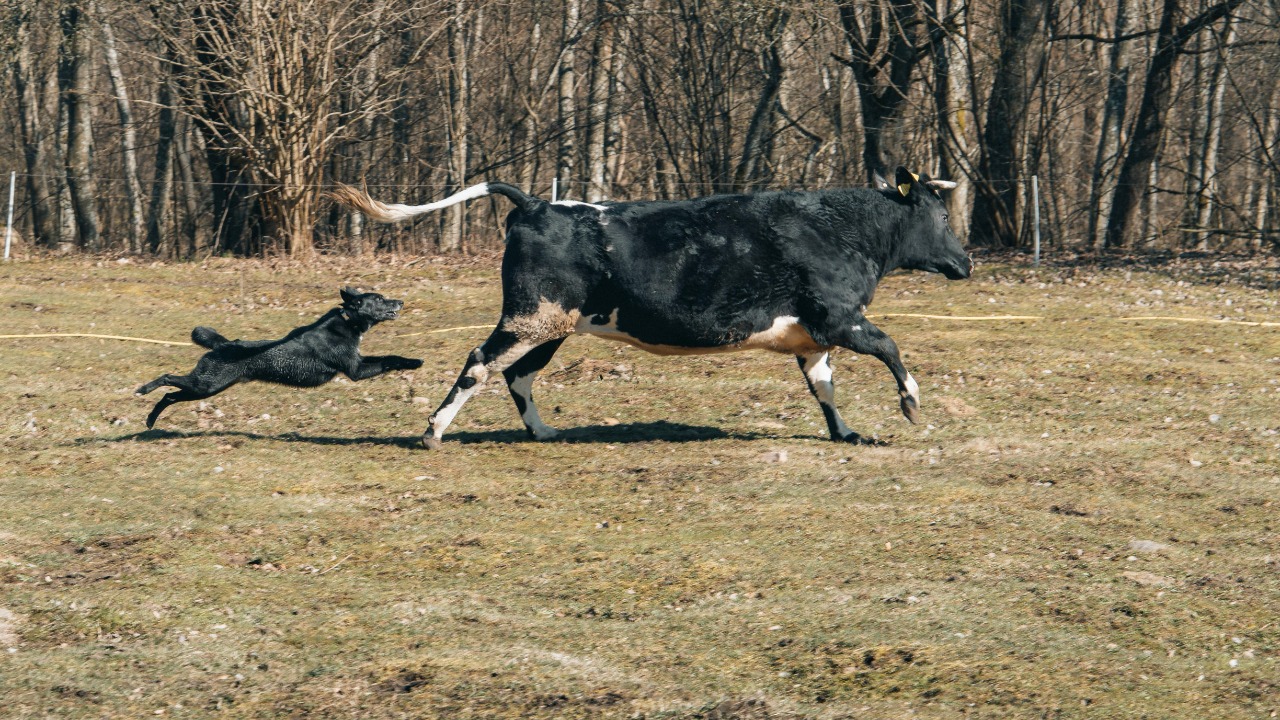 Justinas Ribakauskas/Pexels