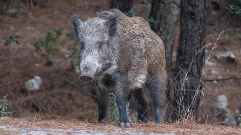 Doğan Alpaslan Demir/Pexels