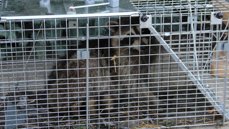 Image Credit: Shashi.rangarathna - CC BY-SA 3.0/Wiki Commons