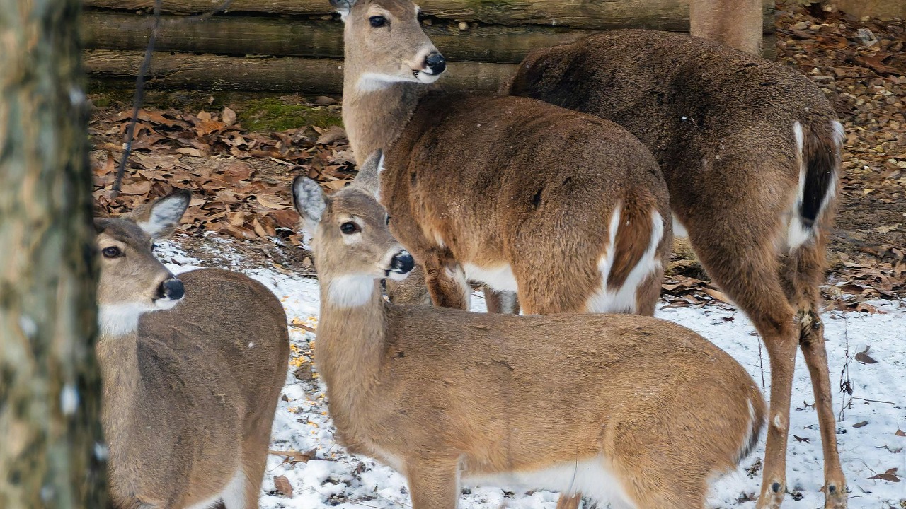 Robert Woeger/Pexels