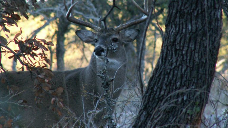 Image Credit: Clinton & Charles Robertson from RAF Lakenheath, UK & San Marcos, TX, USA & UK - CC BY 2.0/Wiki Commons