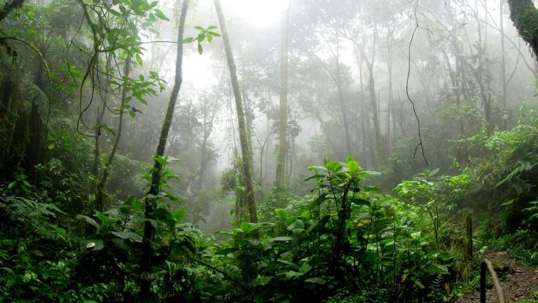 David Riaño Cortés/Pexels