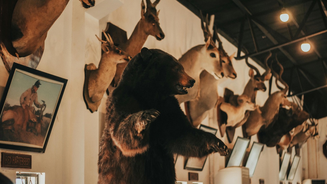 Thegiansepillo/Pexels