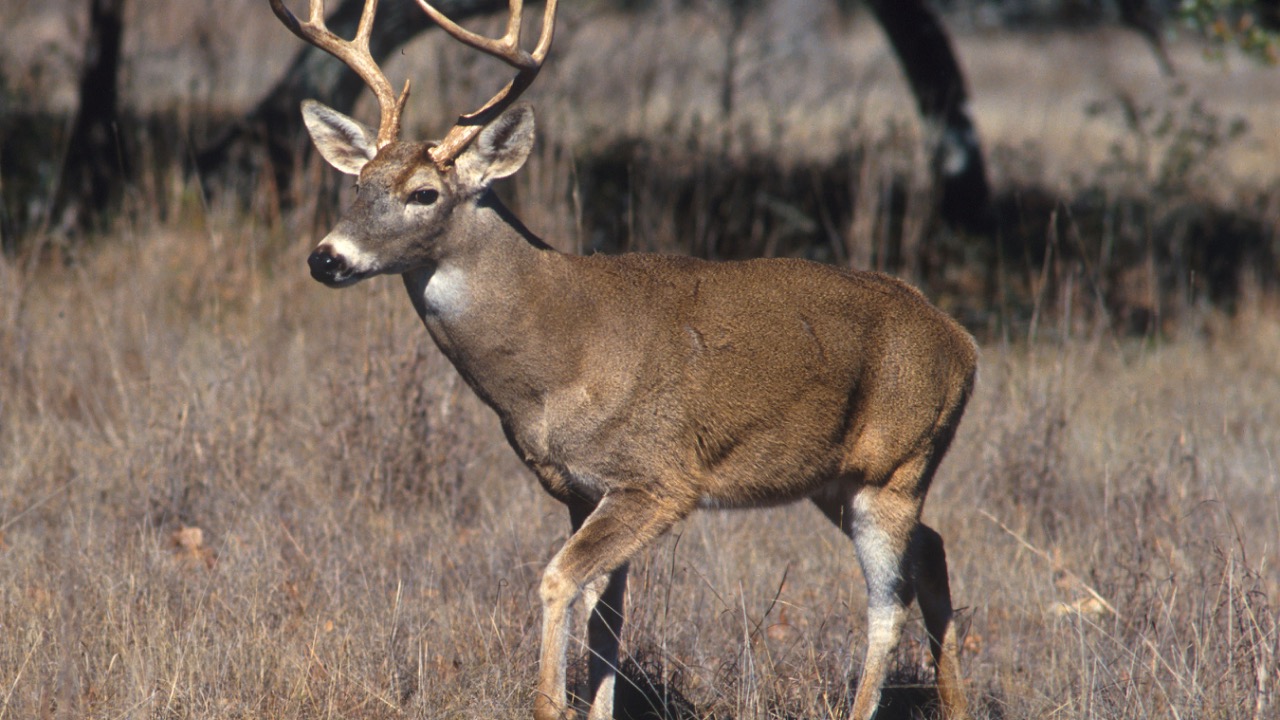Image Credit: USDA photo by Scott Bauer - Public domain/Wiki Commons