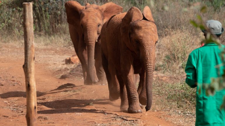 Image Credit: The Trump White House Archived - Public domain/Wiki Commons