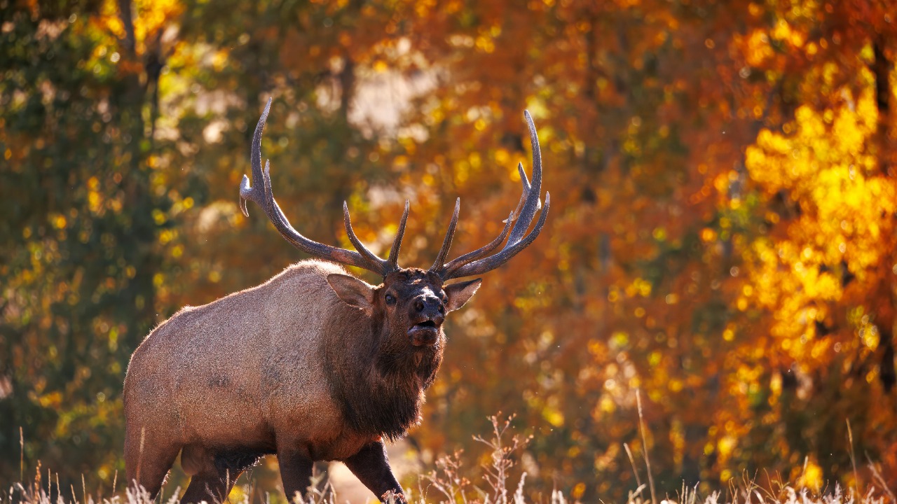 Steve Burcham/Pexels