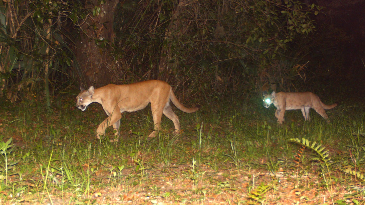 Image Credit: USFWS/Southeast - Public domain/Wiki Commons