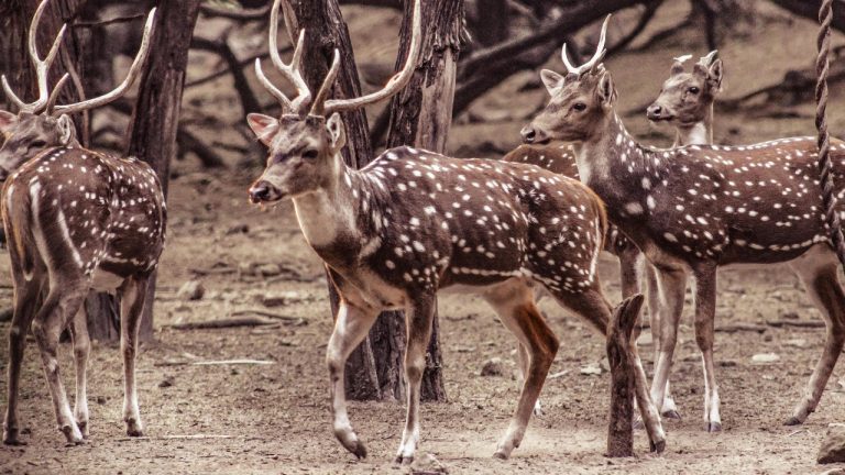 Shakeb Tawheed/Pexels