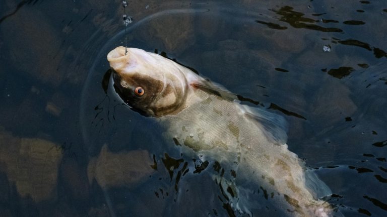 cottonbro studio/Pexels