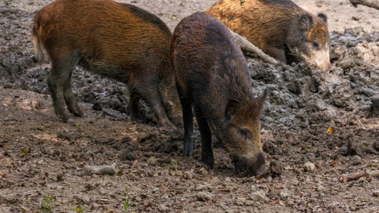 haberdoedas/Unsplash