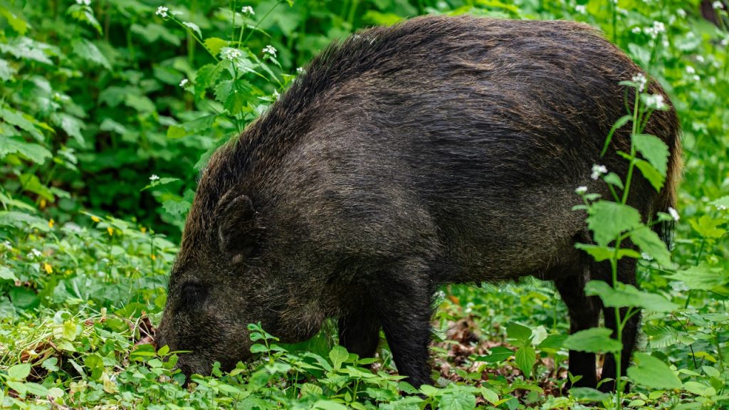 12 U.S. states facing the most severe feral hog problems, by the ...