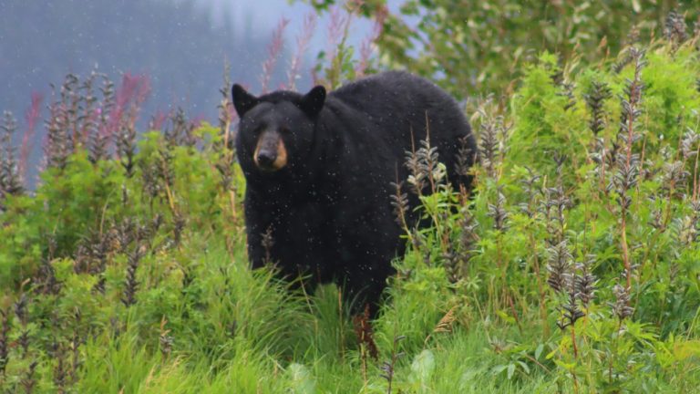 lovephotoroom/Unsplash