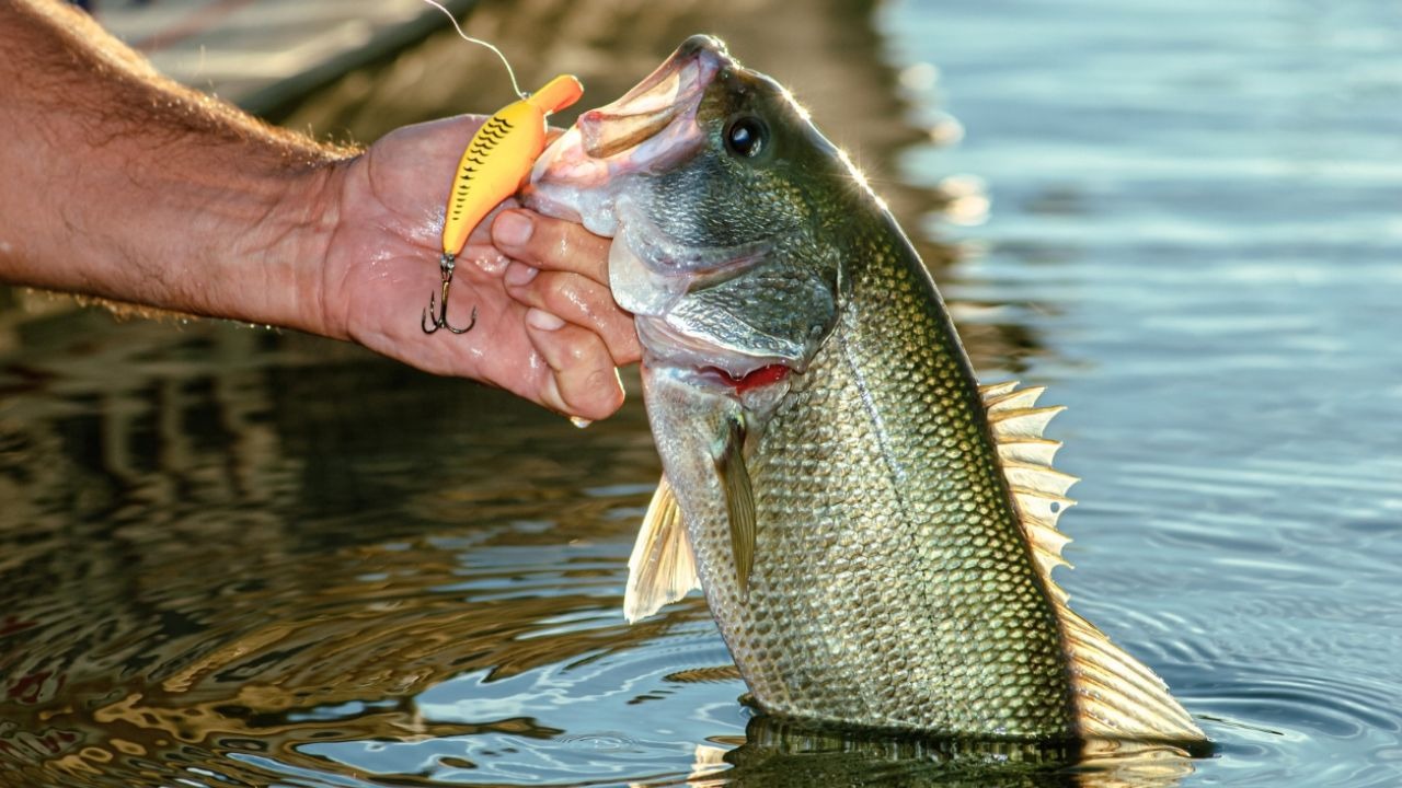 Israel Fotografo/Shutterstock.com
