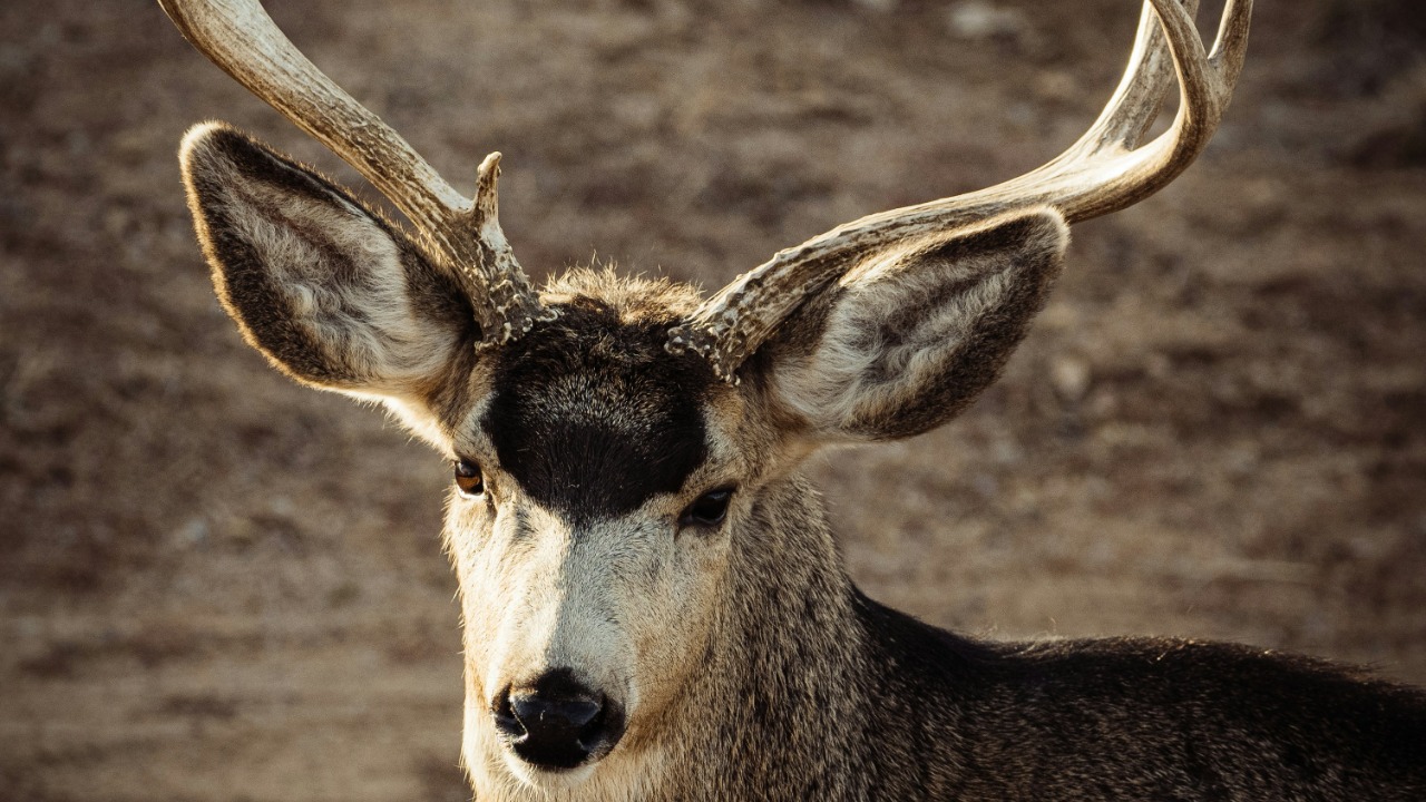 dannyshives/Unsplash