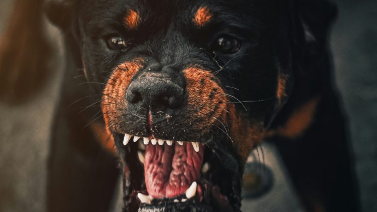 omar_abozeid/Unsplash