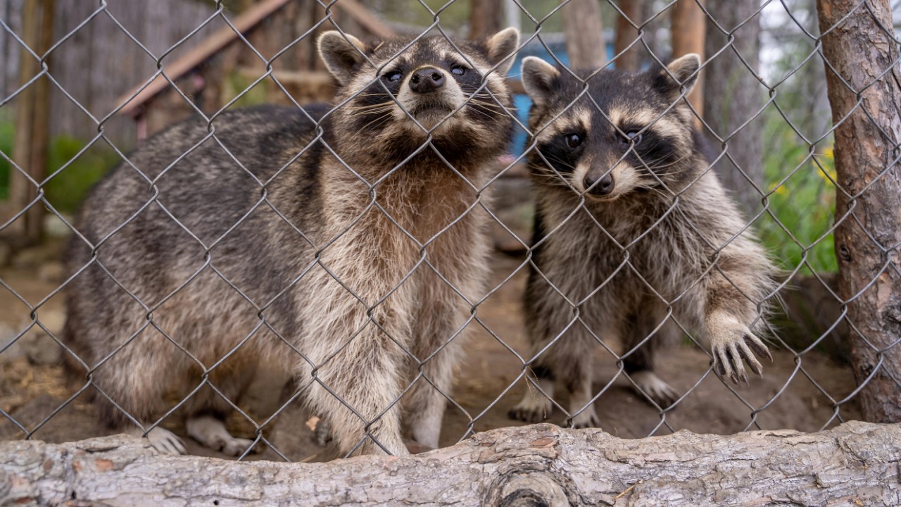 Sergei Starostin/Pexels