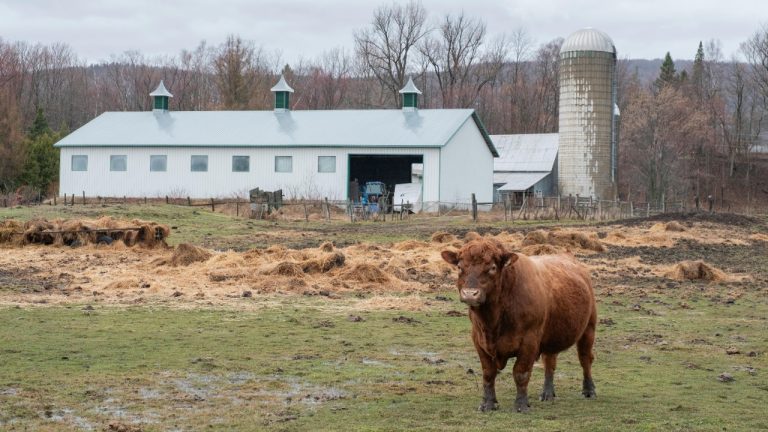 Felix-Antoine Coutu/Pexels