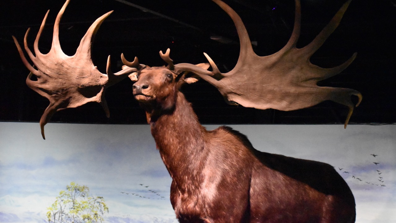 Image Credit: Tylwyth Eldar - CC BY-SA 4.0/Wiki Commons