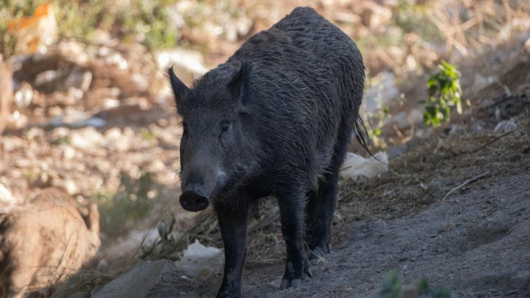 Doğan Alpaslan Demir/Pexels