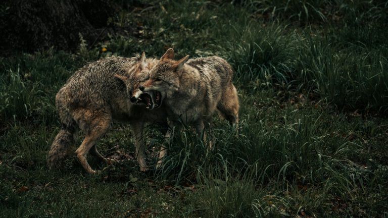 Caleb Falkenhagen/Pexels