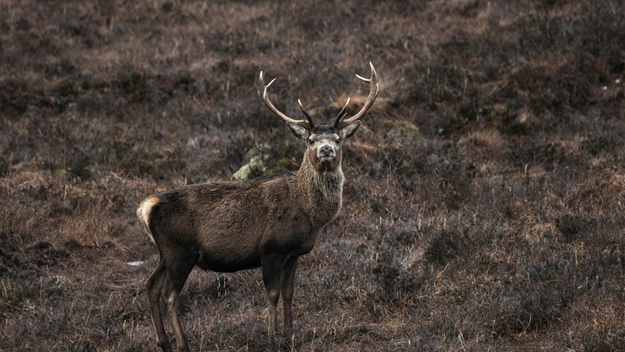 h1ghland_fox -/Pexels