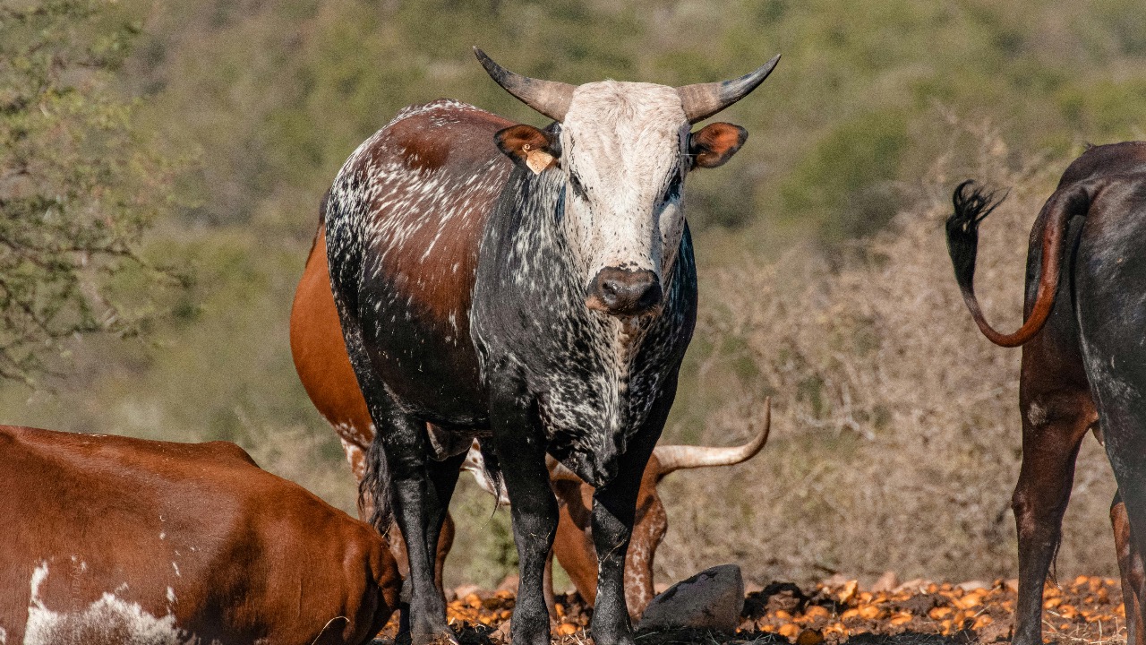 Ryan Lansdown/Pexels