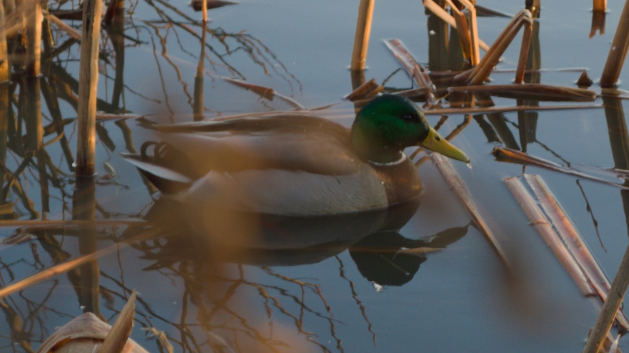 egemensahiin/Unsplash