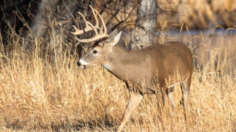 Tom Tietz/Shutterstock.com