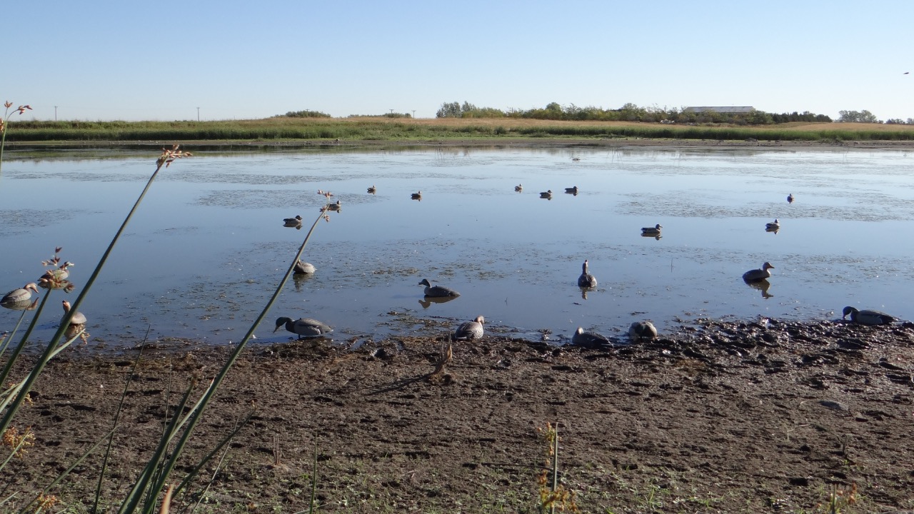 Image Credit: USFWS Mountain-Prairie - CC BY 2.0/Wiki Commons