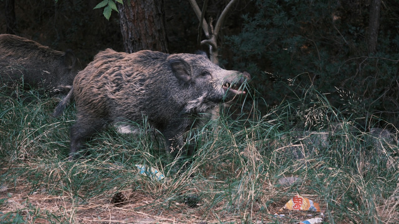 Doğan Alpaslan  Demir/Pexels