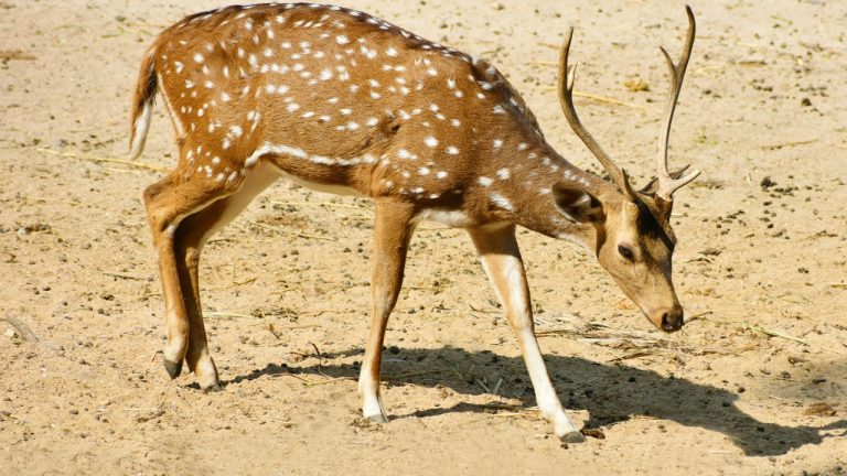 Lakshmikanth k/Pexels