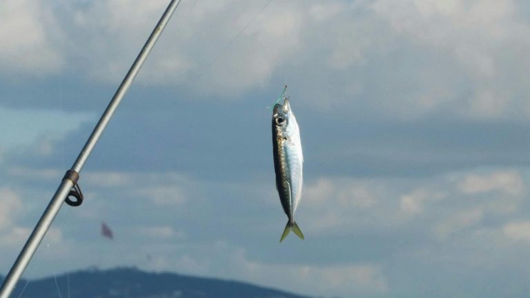 Büşra Zülfikaroğlu/Pexels