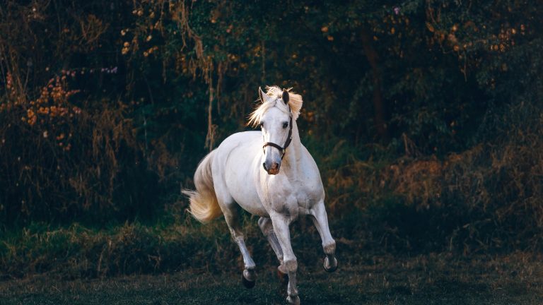 Helena Lopes/Pexels