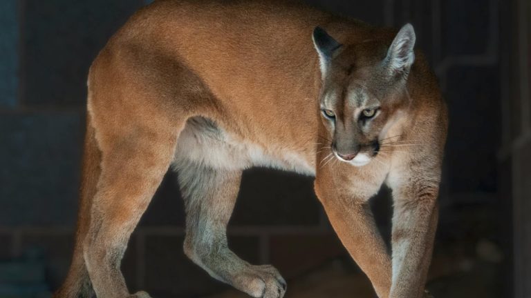 Annee Mchughes/Pexels