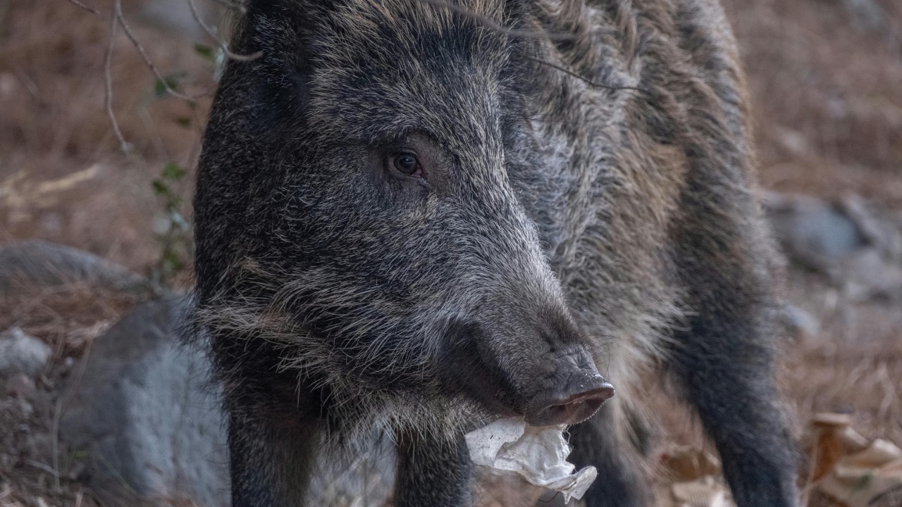 Doğan Alpaslan  Demir/Pexels